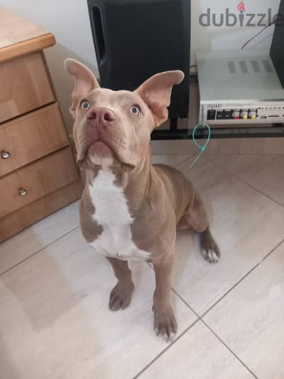Pitbull for sale