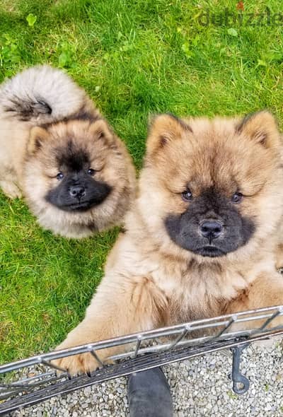 Amazing Chow chow Puppies For Sale