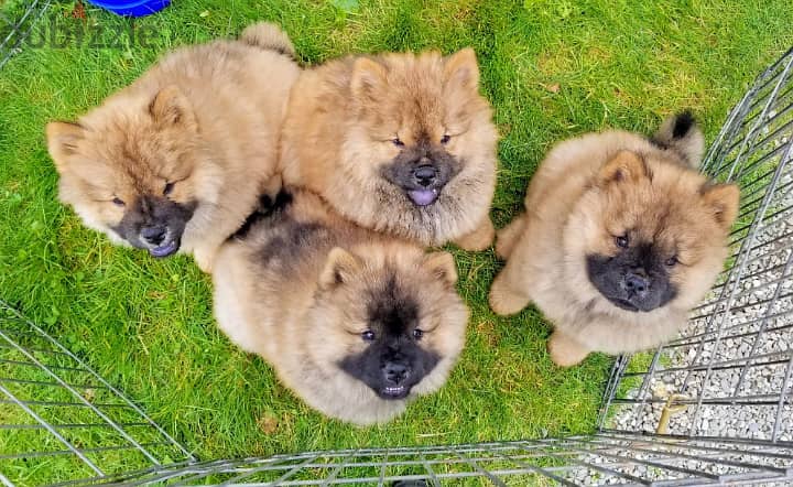 Adorable Puppies For Sale 1