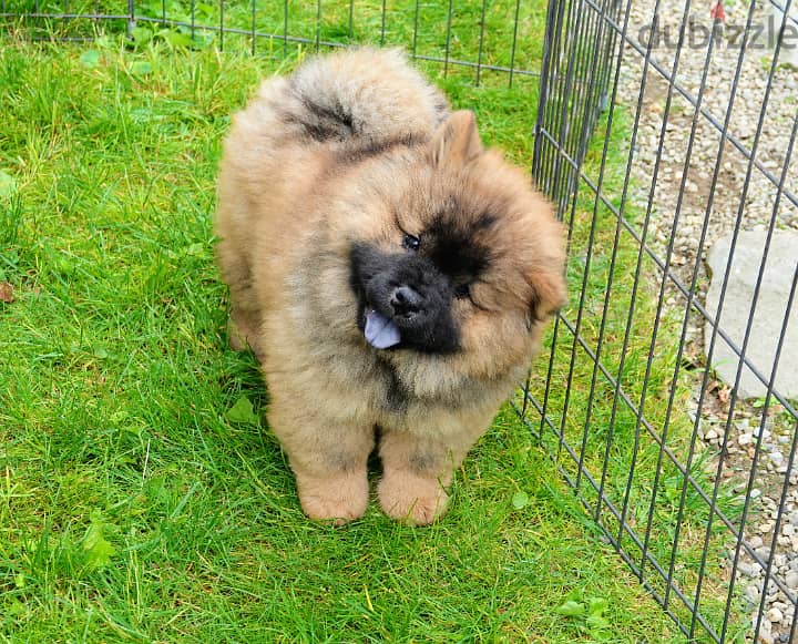 Adorable Puppies For Sale 2