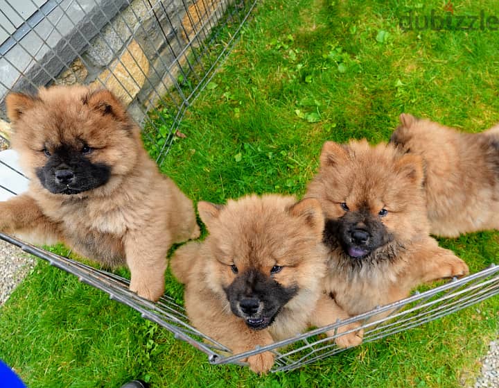 Adorable Puppies For Sale 3