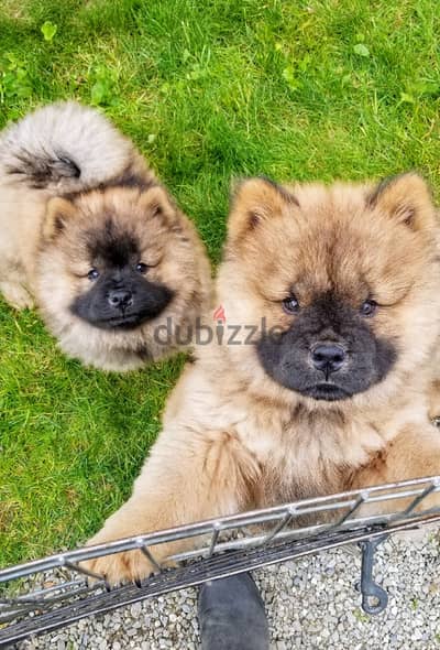 Amazing Chow chow Puppies For Sale