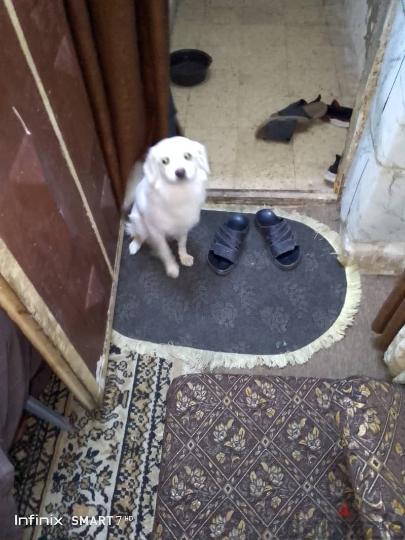 للبيع ذكر بجنن ماشالله بسعر 30 دينار   الزرقاء.  0781696221 3