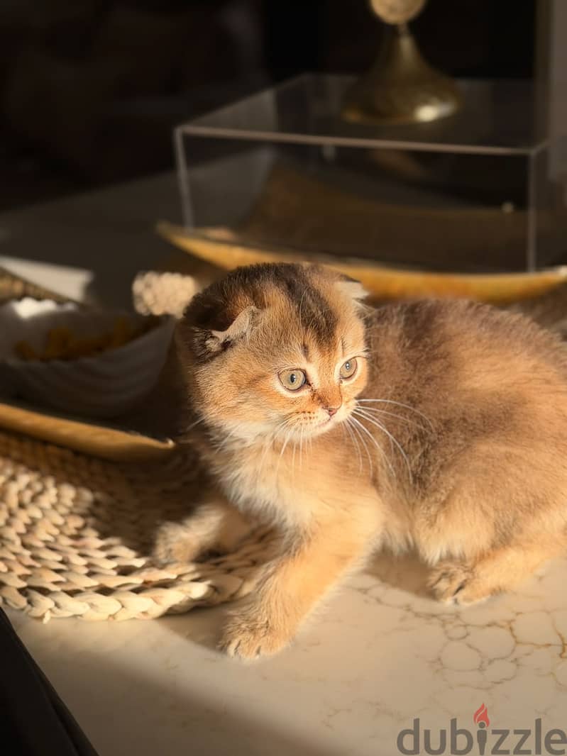 سكوتش فولد ny25 ذكر 1