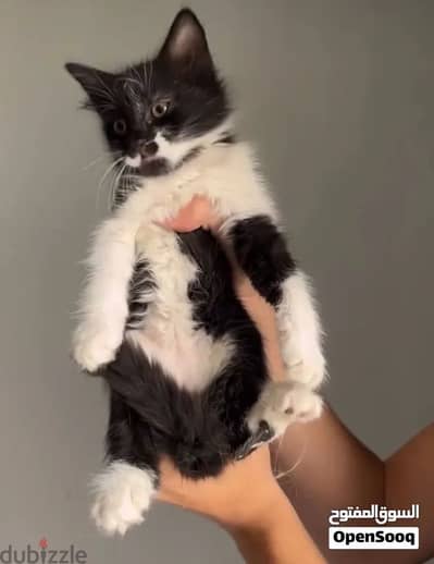 بيع قطه عمرها ٣ اشهر  جميع مستلزماتها معها يوجد توصيل