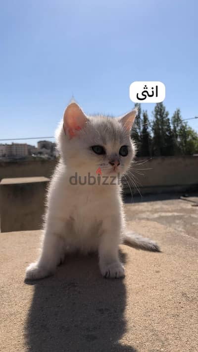 قطط سكوتش ستريت عمره شهرين
