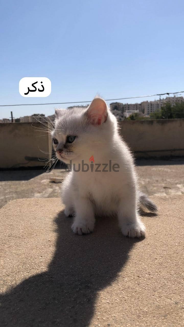 قطط سكوتش ستريت عمره شهرين 1