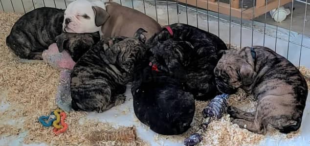 Amazing English Bulldogs Puppies For Sale