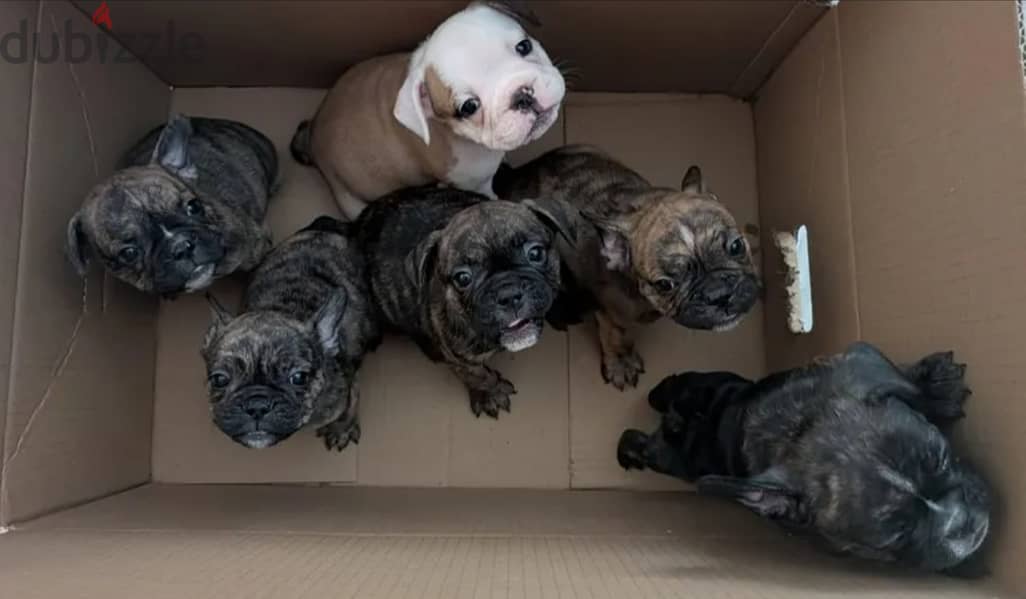 Amazing English Bulldogs Puppies For Sale 1