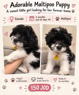 Maltipp, 2 months, female
