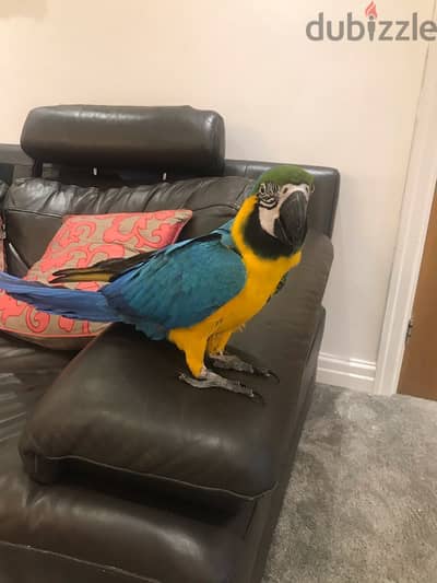 Talking well trained Macaw Parrots