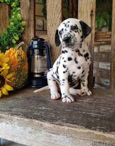 Healthy looking Dalmatian puppies