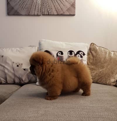 Excellent trained Chow Chow puppies available