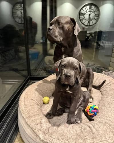 lovely Cane Corso puppies available