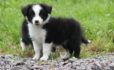 pure breed Border Collie puppies