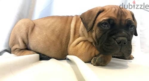 Bull Mastiff puppies