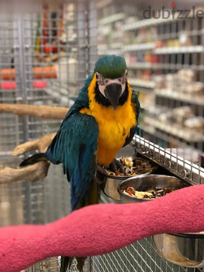 Male and Female Macaw Parrots