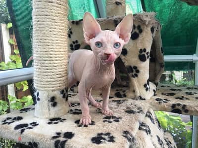pure breed Sphnynx kittens available