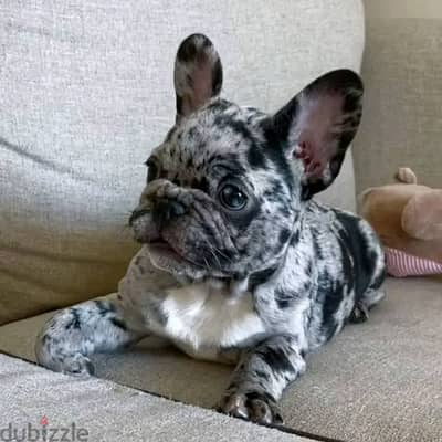 Cute French Bulldog Puppies For Sale