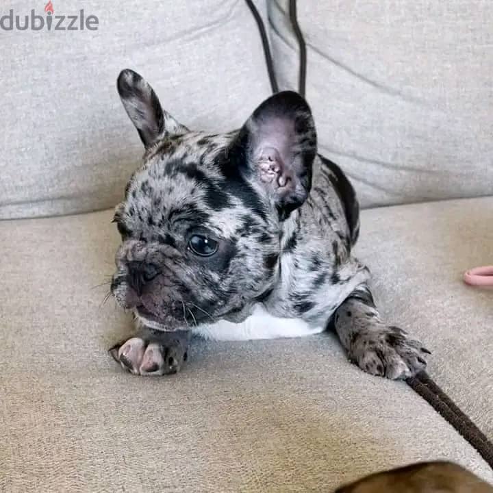 Cute French Bulldog Puppies For Sale 1