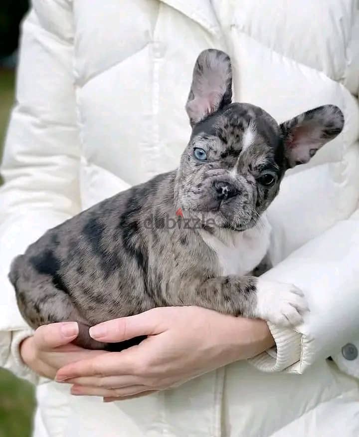 Cute French Bulldog Puppies For Sale 2