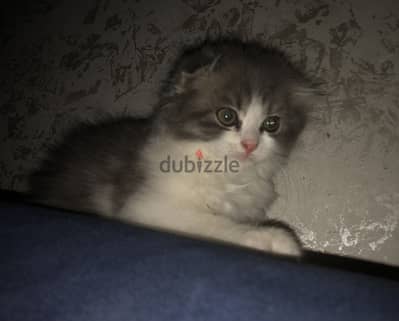 قط للبيع ذكر مميز سكوتش فولد