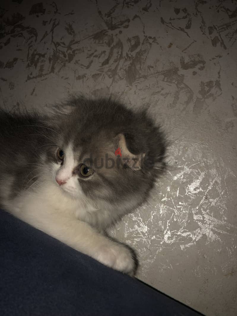قط للبيع ذكر مميز سكوتش فولد 1