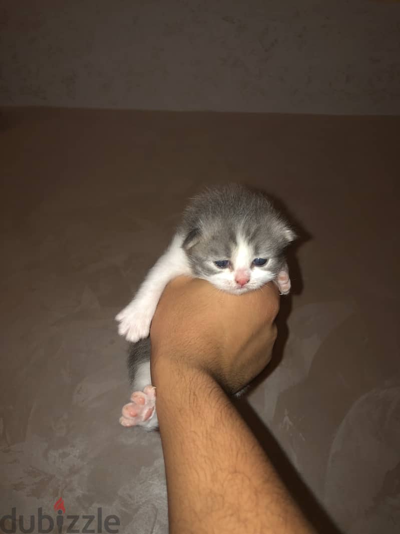 قط للبيع ذكر مميز سكوتش فولد 6