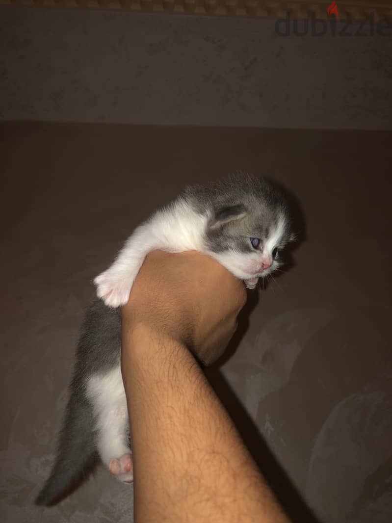 قط للبيع ذكر مميز سكوتش فولد 7