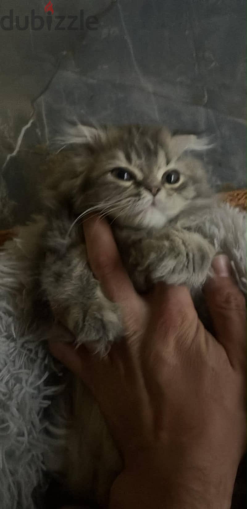 شيرازي 1