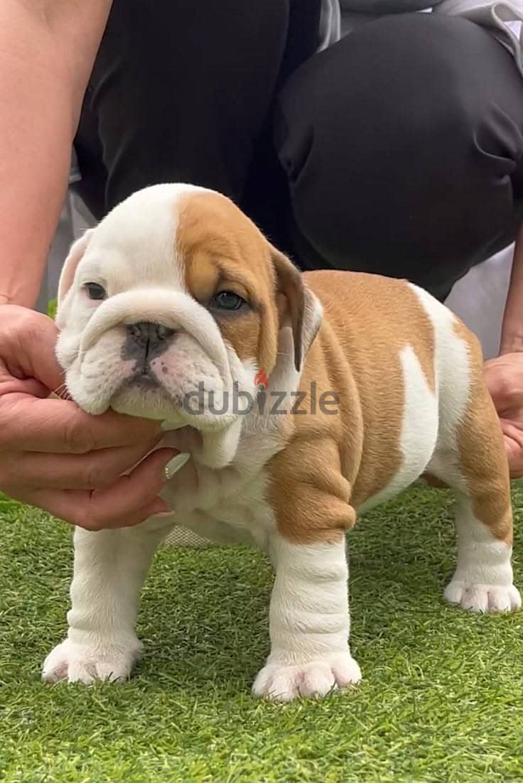 Adorable Puppies For Sale 4