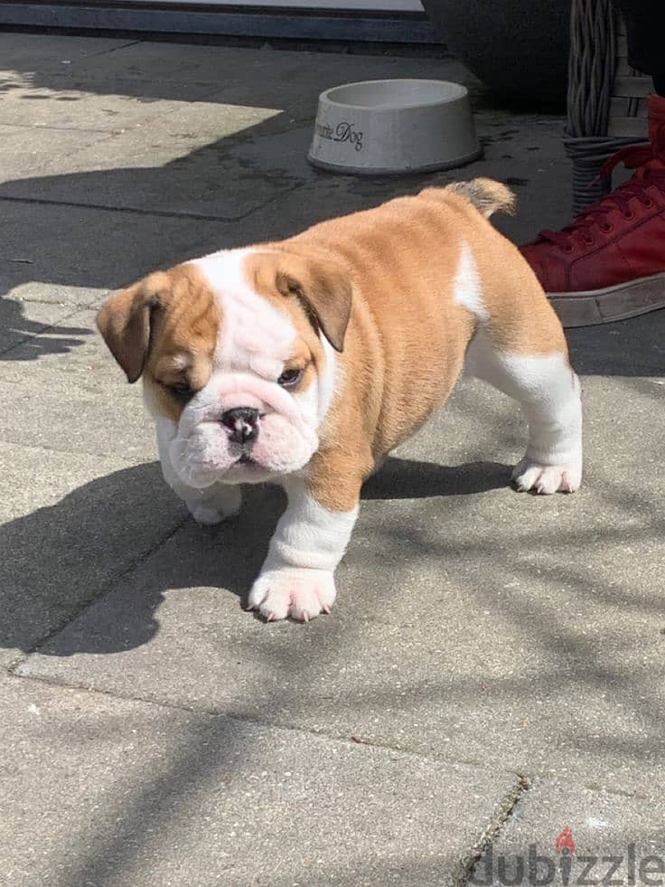 Adorable Puppies For Sale 5