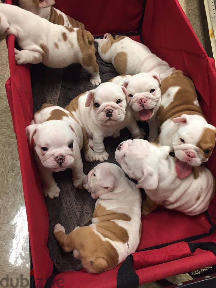 Adorable Puppies For Sale 6