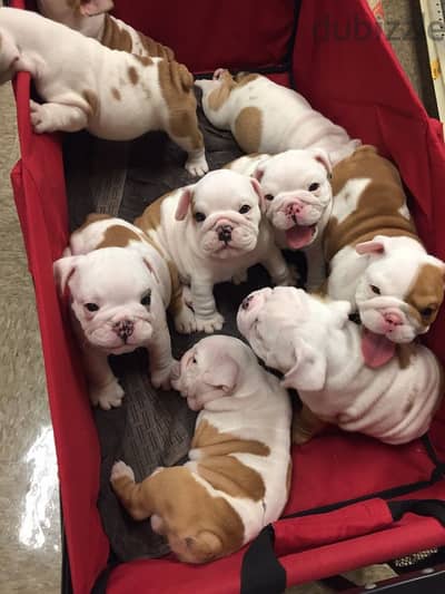 Cute Bulldog Puppies For Sale
