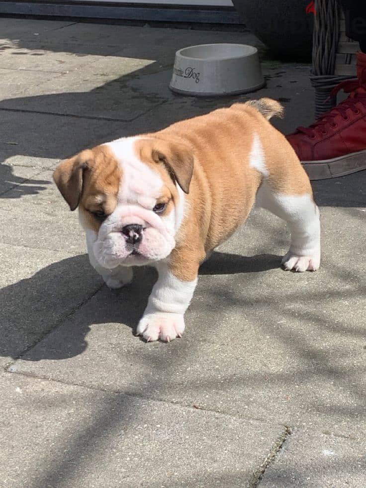 Cute Bulldog Puppies For Sale 2