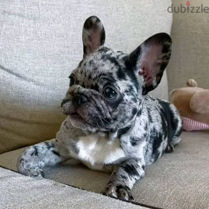 Cute Bulldog Puppies For Sale 3