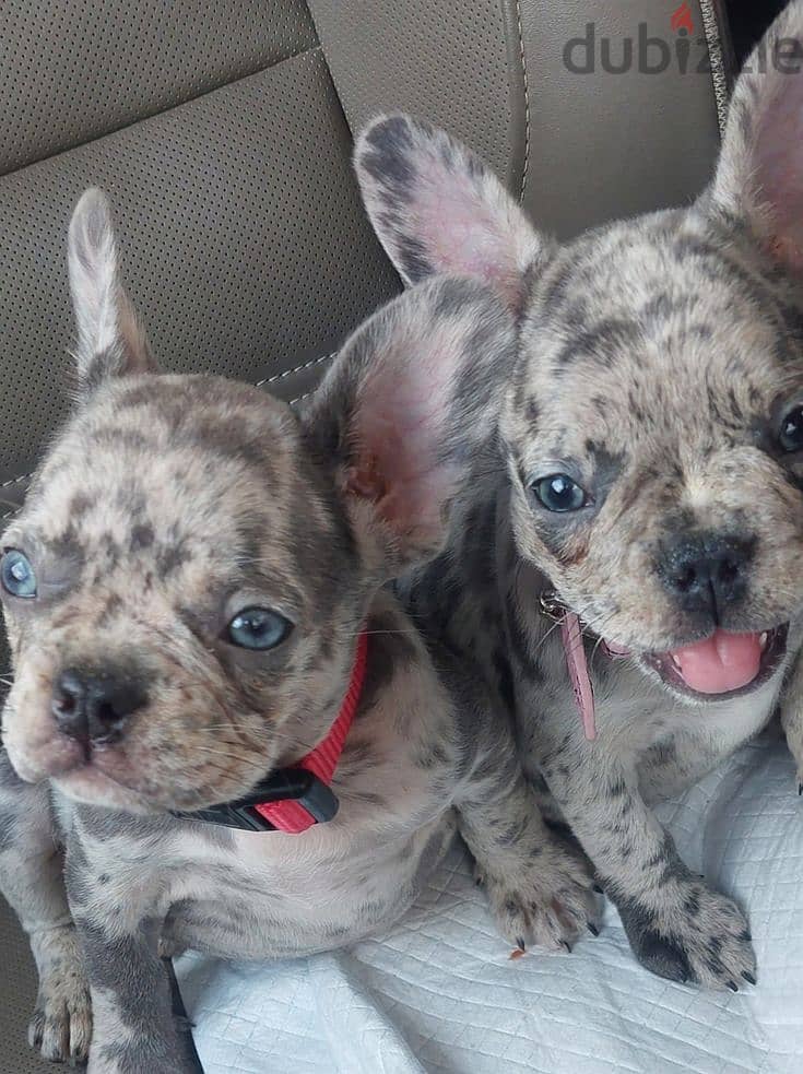 Cute Bulldog Puppies For Sale 4