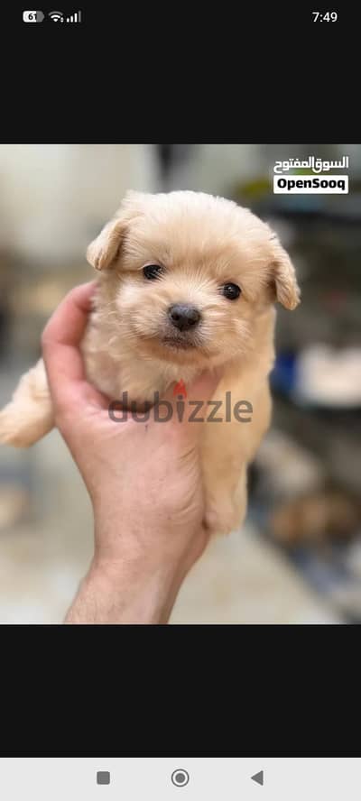 mini maltese مالتيز مني