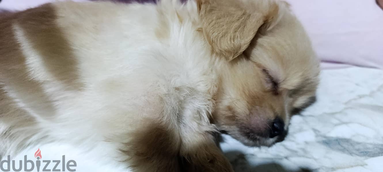 mini maltese مالتيز مني 1