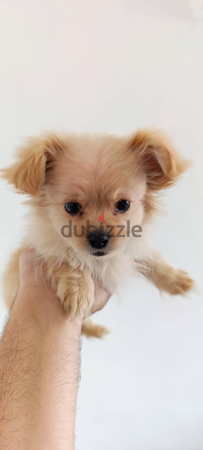 mini maltese مالتيز مني 2