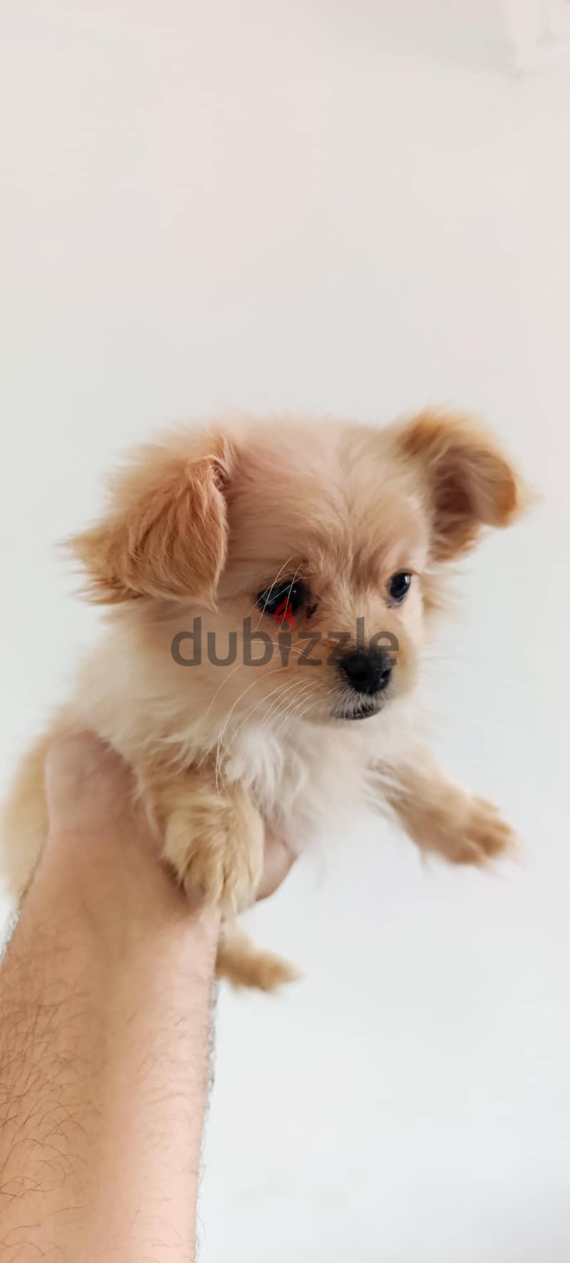 mini maltese مالتيز مني 3