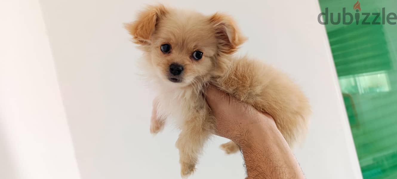 mini maltese مالتيز مني 4