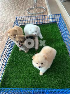 Pomerania,n puppy’s for sale. . WhatsApp ‪+1484,718‑9164‬
