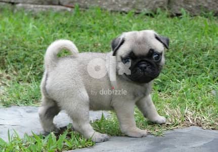 Whatsapp Me +966583921348 Pug Puppies