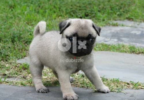 Whatsapp Me +966583921348 Pug Puppies 1